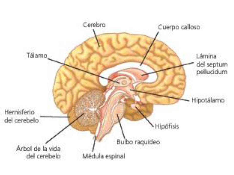PSICOFISIOLOGIA Ana Milena Motta
