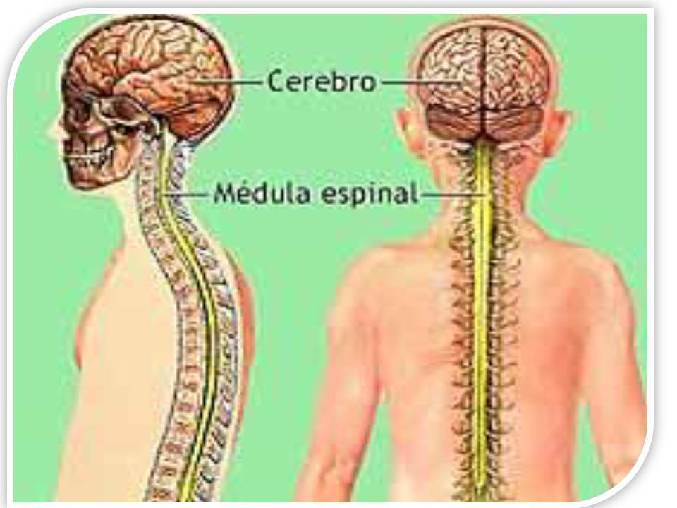 PSICOFISIOLOGIA Ana Milena Motta