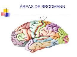 Psicofisiologia historia, concepto, filogenia, ontogenia y estructura del sistema nerviso
