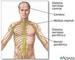 Psicofisiologia historia, concepto, filogenia, ontogenia y estructura del sistema nerviso