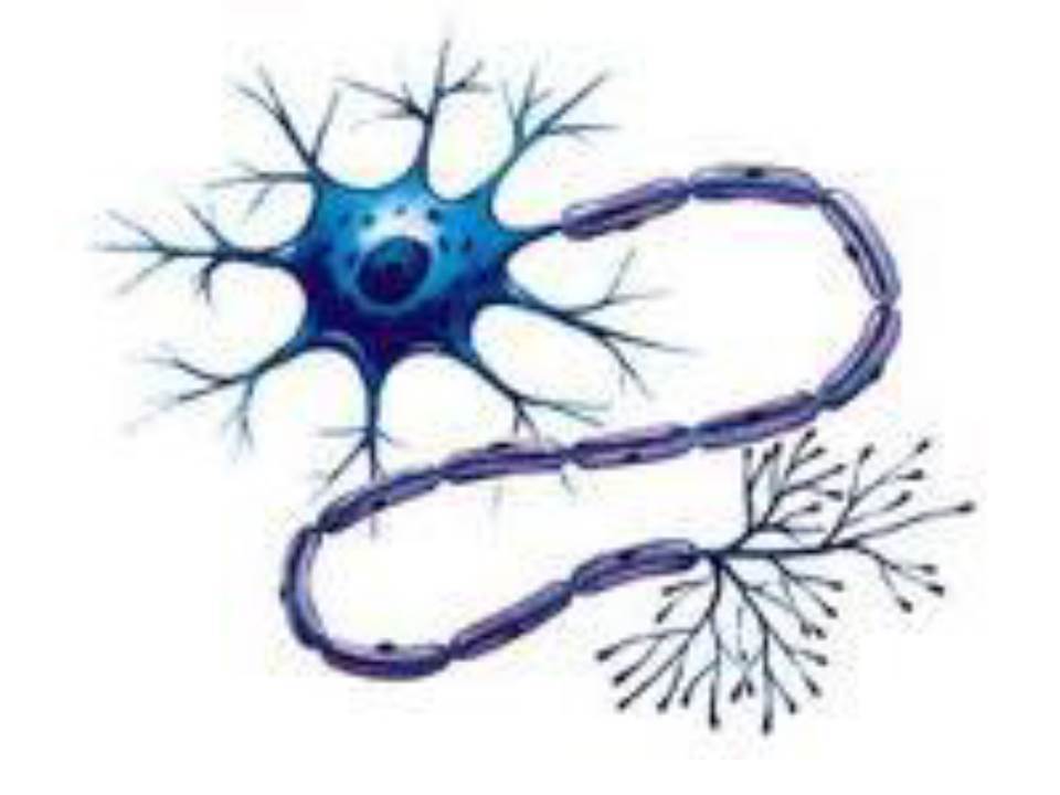PSICOFISIOLOGIA Ana Milena Motta
