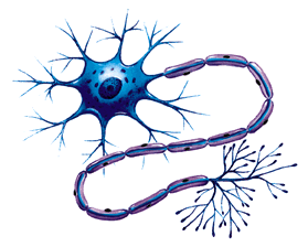 Desarrollo historico de la psicofisiologia
