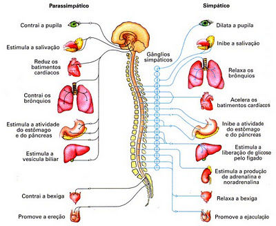 Desarrollo historico de la psicofisiologia