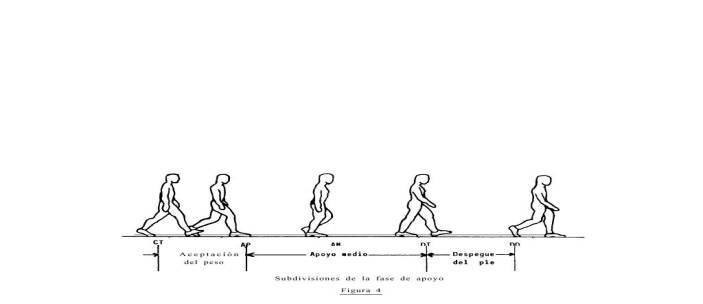 CONCEPTOS BÁSICOS DE LA BIOMECÁNICA DE LA MARCHA