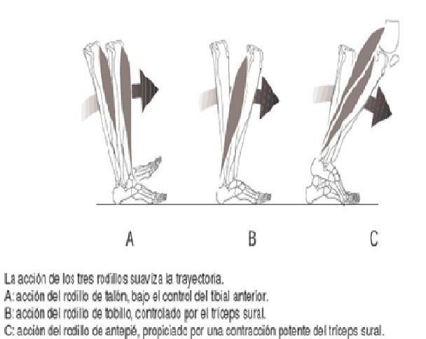 CONCEPTOS BÁSICOS DE LA BIOMECÁNICA DE LA MARCHA