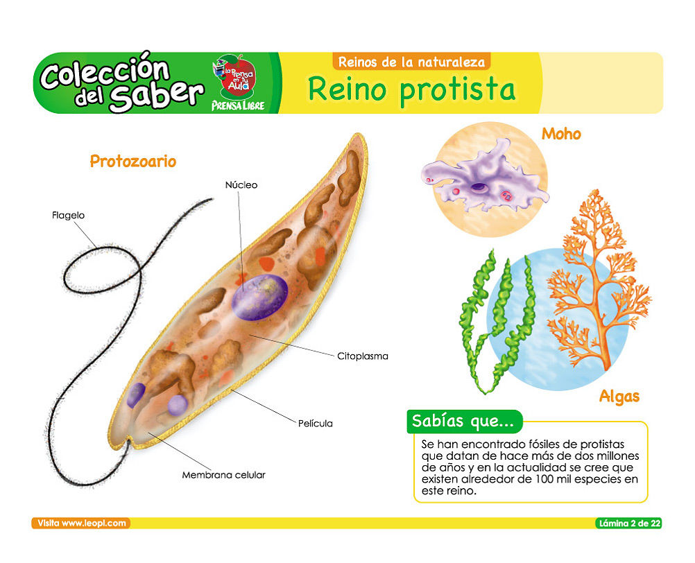 Reino Protista | Mind Map