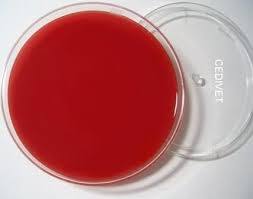 Técnicas de cultivo bacteriano y obtención de cultivos puros