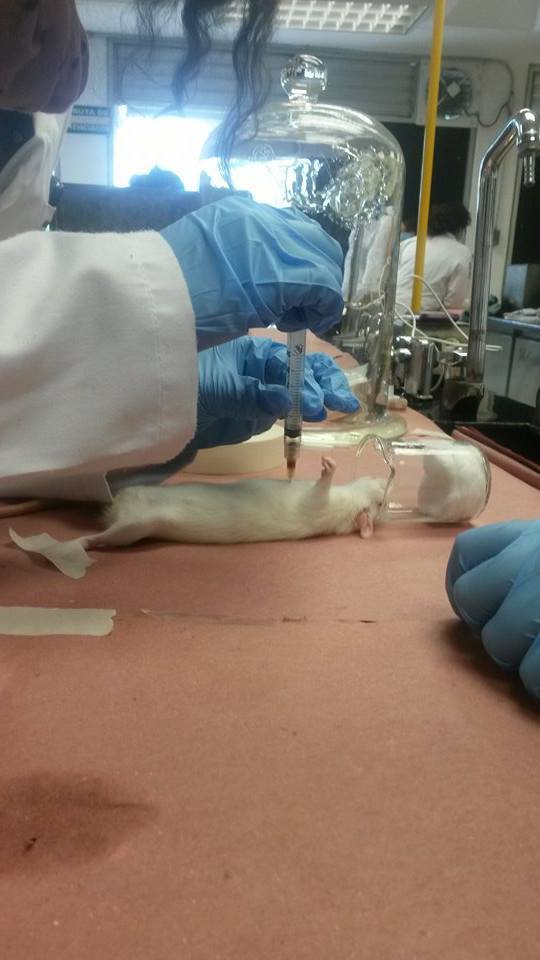 Animales de laboratorio: marcado, distribución y toma de muestras sangíneas