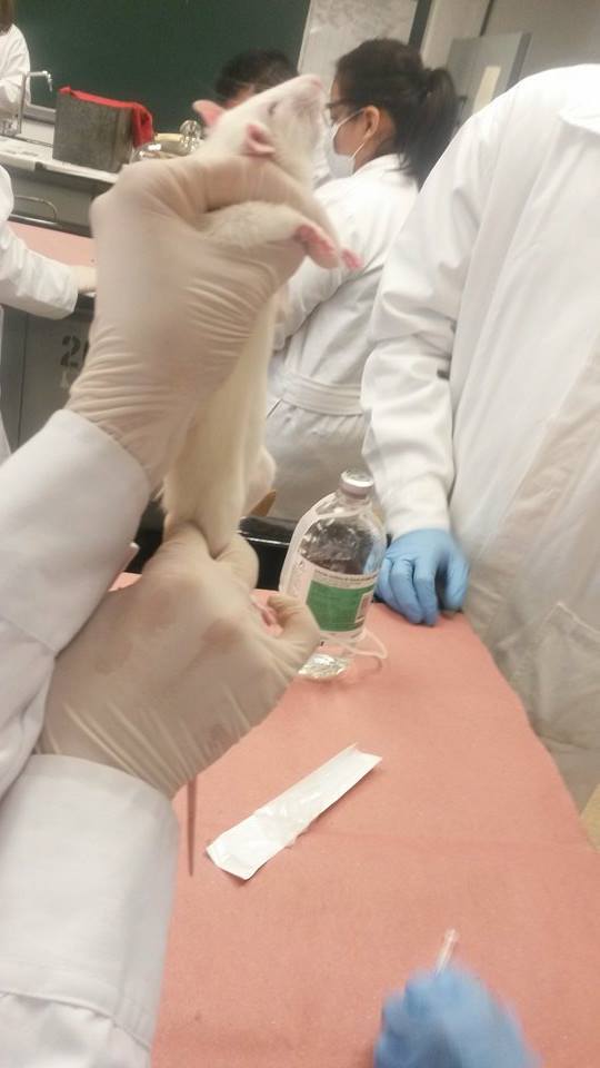 Animales de laboratorio: marcado, distribución y toma de muestras sangíneas