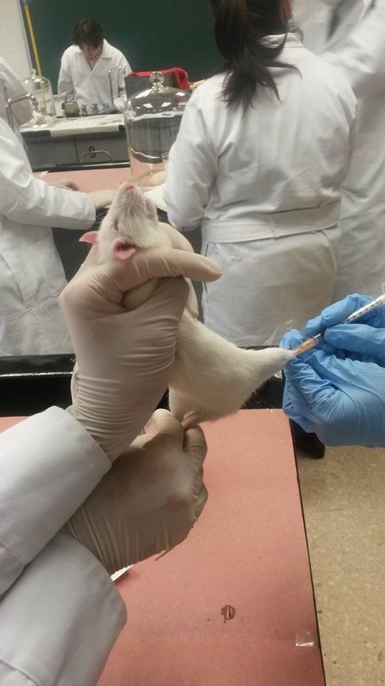 Animales de laboratorio: marcado, distribución y toma de muestras sangíneas