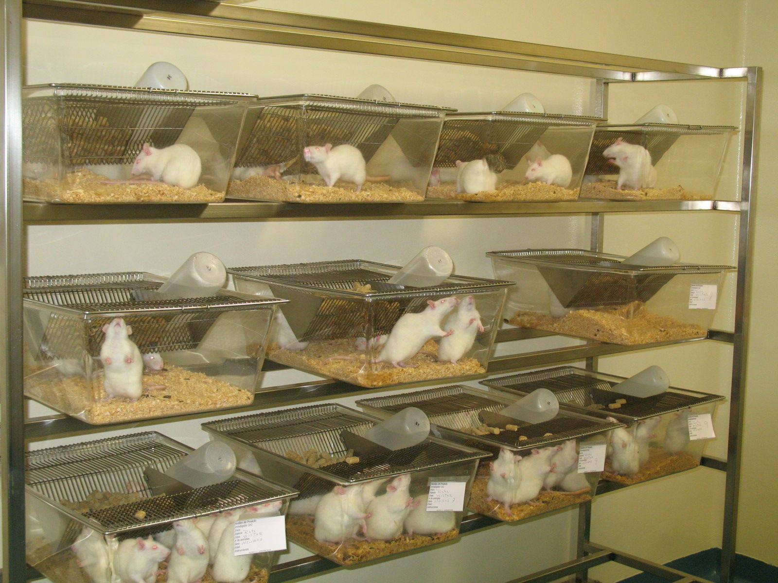 Animales de laboratorio: marcado, distribución y toma de muestras sangíneas