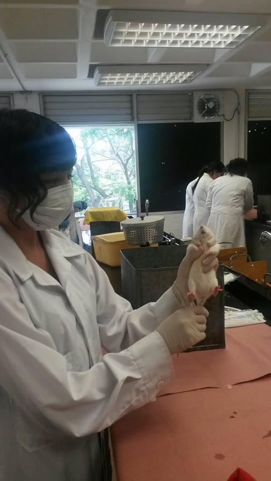 Animales de laboratorio: marcado, distribución y toma de muestras sangíneas