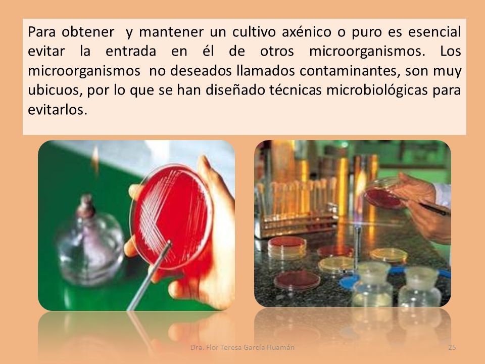 Siembra Y Cultivos Puros