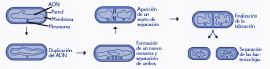 Siembra Y Cultivos Puros