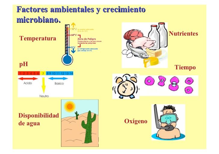 Siembra Y Cultivos Puros