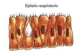 Membrana plasmática y sistema endomembranal