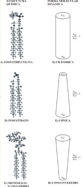 Membrana plasmática y sistema endomembranal