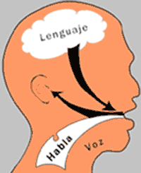 Bases neuroficiologicas del lenguaje y mecanismo de la comunicacion