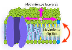 Membrana plasmática y sistema endomembranal