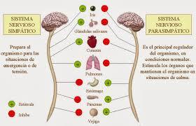 PREGUNTAS Y RESPUESTAS EN PSICOLOGIA COGNITIVA