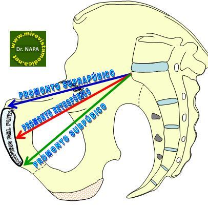 Pelvis osea, presentación, actitud y situación fetal. Evolución fetal anteparto