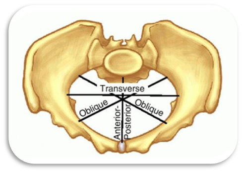 Pelvis osea, presentación, actitud y situación fetal. Evolución fetal anteparto