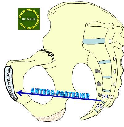 Pelvis osea, presentación, actitud y situación fetal. Evolución fetal anteparto
