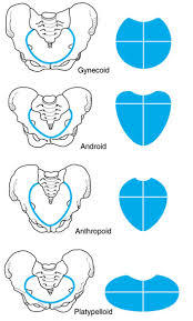 Pelvis osea, presentación, actitud y situación fetal. Evolución fetal anteparto
