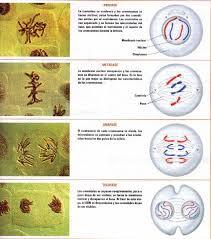 ESTRATEGIAS DE ESTUDIO -ZENEIDA