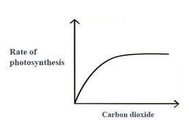 Rate of photosynthesis
