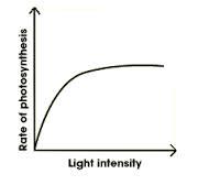 Rate of photosynthesis