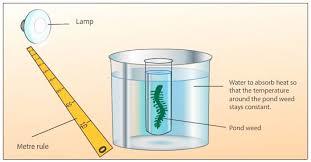 Rate of photosynthesis