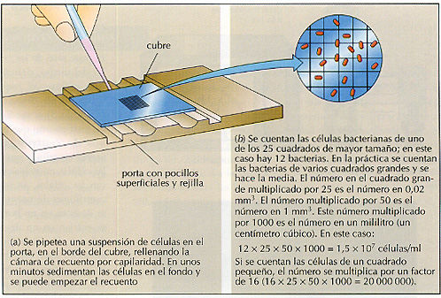Diluciones seriadas y Recuento en placa