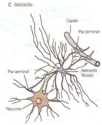 NEUROANATOMÍA Y NEUROFISIOLOGÍA By: Laura Paola Corredor Nieto