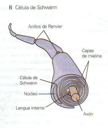 NEUROANATOMÍA Y NEUROFISIOLOGÍA By: Laura Paola Corredor Nieto