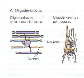 NEUROANATOMÍA Y NEUROFISIOLOGÍA By: Laura Paola Corredor Nieto
