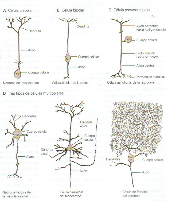 NEUROANATOMÍA Y NEUROFISIOLOGÍA By: Laura Paola Corredor Nieto