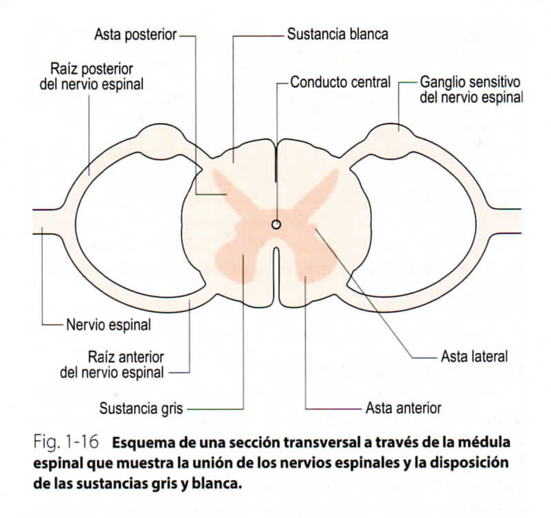 NEUROANATOMÍA Y NEUROFISIOLOGÍA By: Laura Paola Corredor Nieto