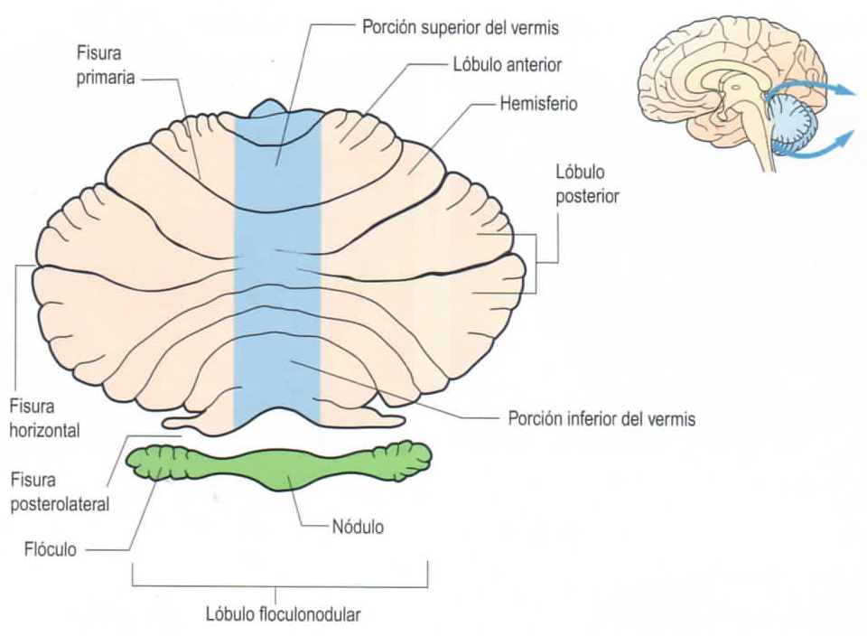 NEUROANATOMÍA Y NEUROFISIOLOGÍA By: Laura Paola Corredor Nieto
