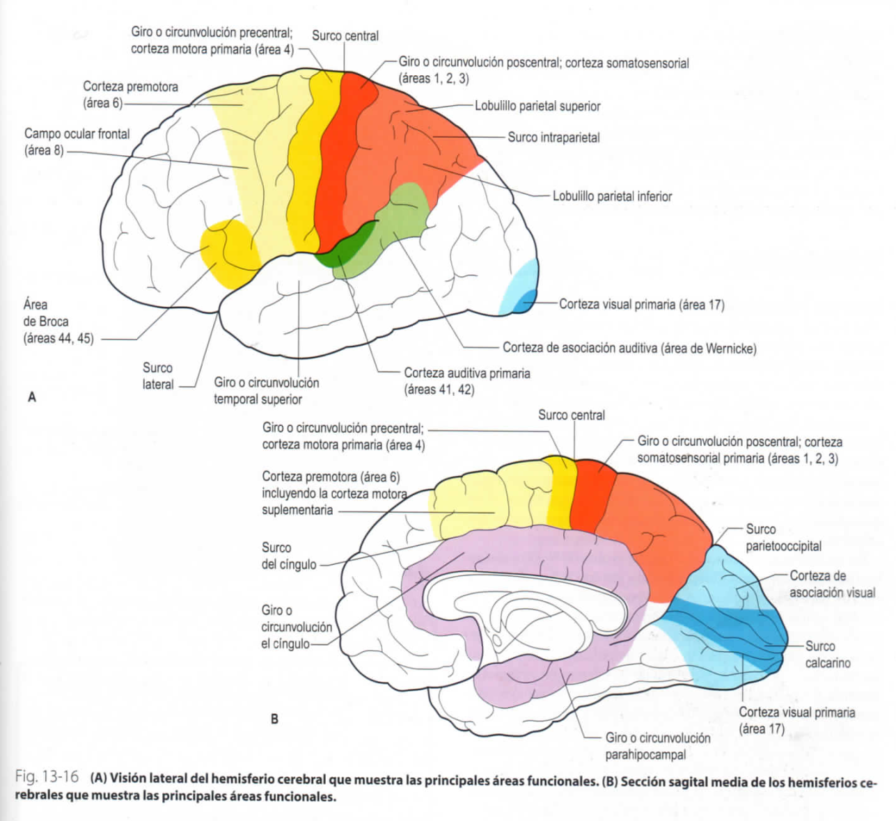 NEUROANATOMÍA Y NEUROFISIOLOGÍA By: Laura Paola Corredor Nieto
