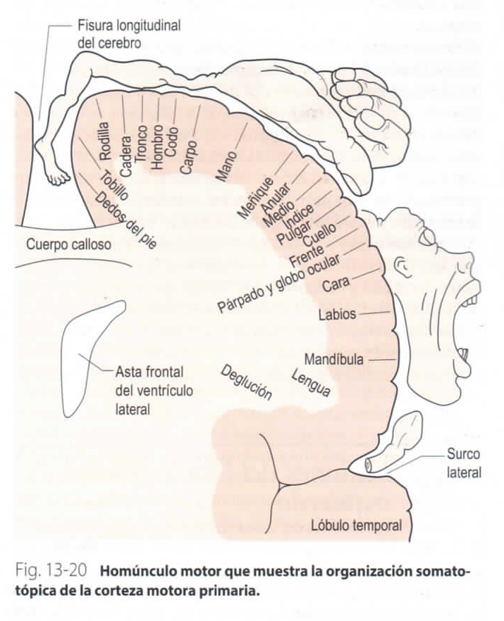 NEUROANATOMÍA Y NEUROFISIOLOGÍA By: Laura Paola Corredor Nieto