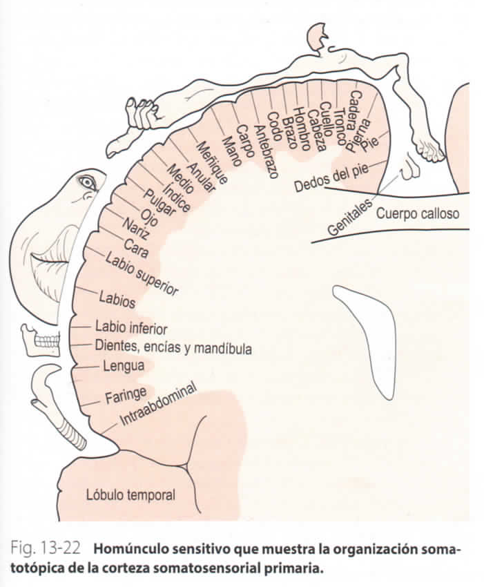 NEUROANATOMÍA Y NEUROFISIOLOGÍA By: Laura Paola Corredor Nieto