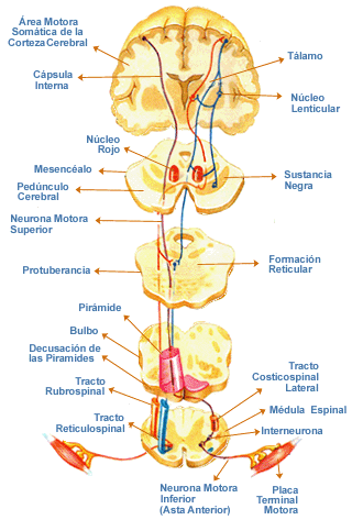 NEUROANATOMÍA Y NEUROFISIOLOGÍA By: Laura Paola Corredor Nieto