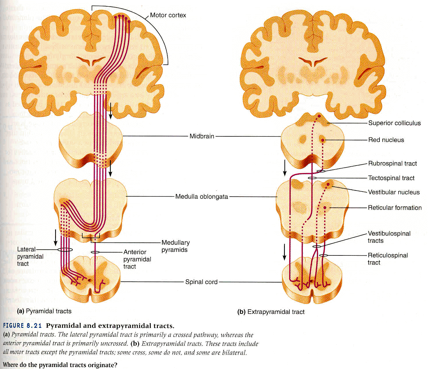 NEUROANATOMÍA Y NEUROFISIOLOGÍA By: Laura Paola Corredor Nieto
