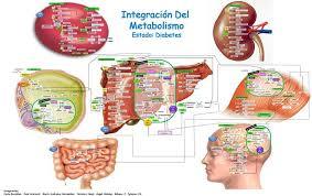 METABOLISMO FISICOQUIMICA FISOLOGICA
