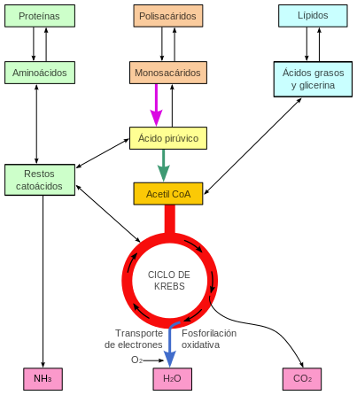 METABOLISMO FISICOQUIMICA FISOLOGICA