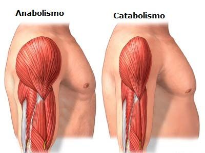 METABOLISMO FISICOQUIMICA FISOLOGICA