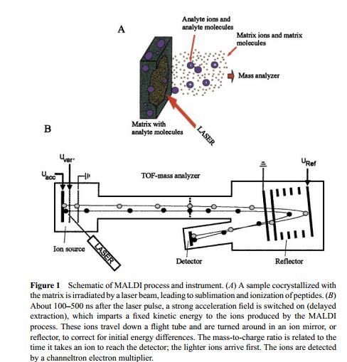 Identificación bacteriana mediante MALDI-TOF.