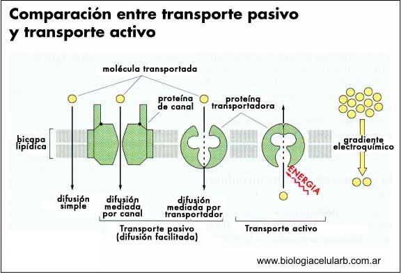 transporte a través de la membrana celular