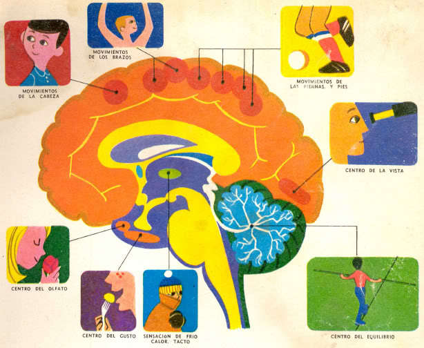 SENSACIÓN Y PERCEPCIÓN